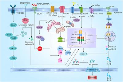 The role of NLRP3 inflammasome-mediated pyroptosis in ischemic stroke and the intervention of traditional Chinese medicine